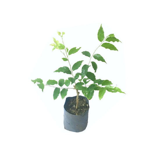 Lakpura Ceylon Ugurassa (Governors Plum) gepfropfte Pflanze