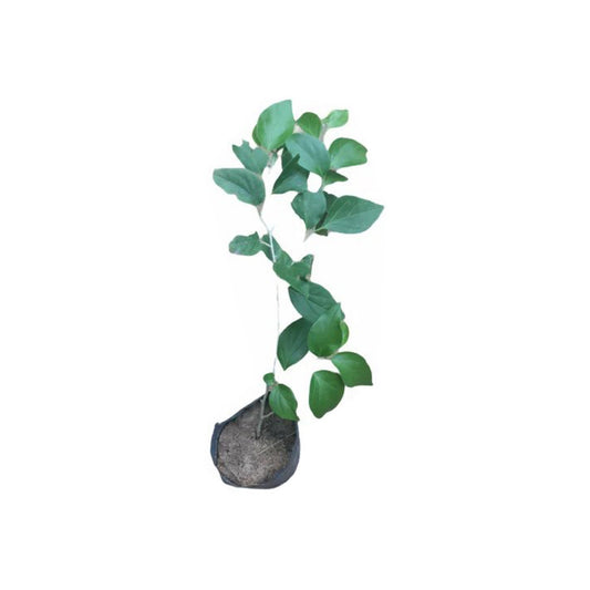 Lakpura-Stachelbeer-Schichtpflanze
