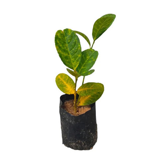 Lakpura Hand Zitronenpflanze