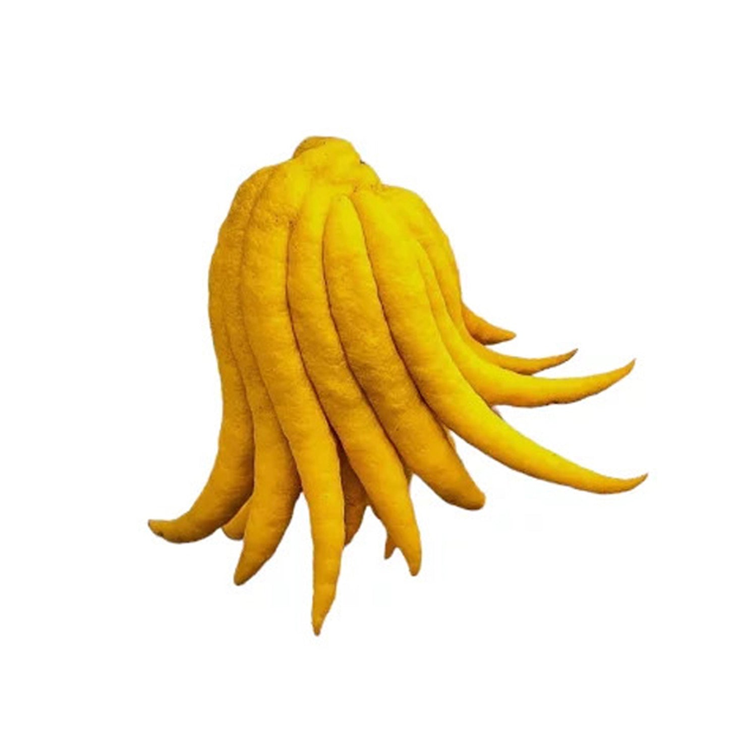 Lakpura Hand Zitronenpflanze