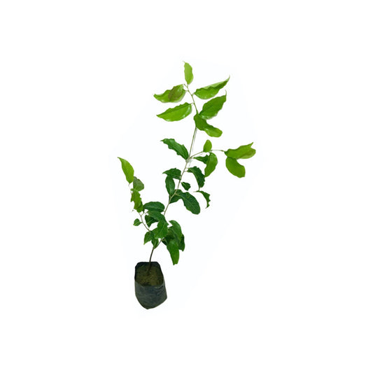 Lakpura Thai Ugurass (klein) Schichtpflanze
