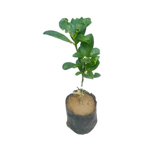 Lakpura Kumquat-Pfropfpflanze