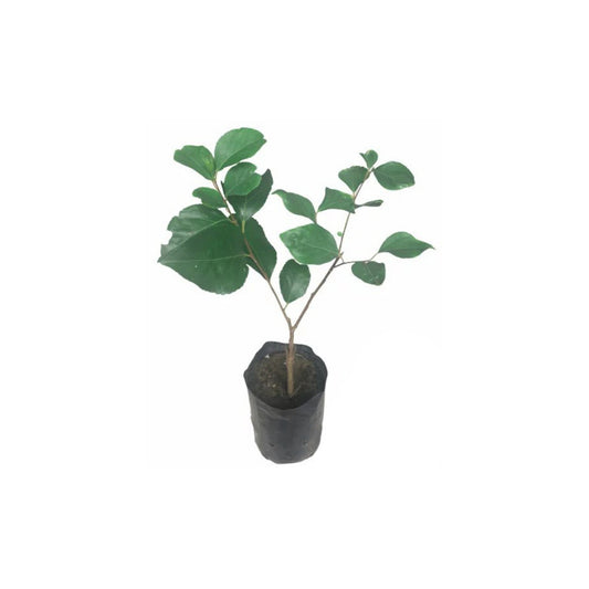 Lakpura Thai Ugurass (Riesenpflanze)