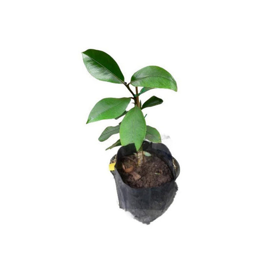 Lakpura Mangostan (Mangus) veredelte Pflanze