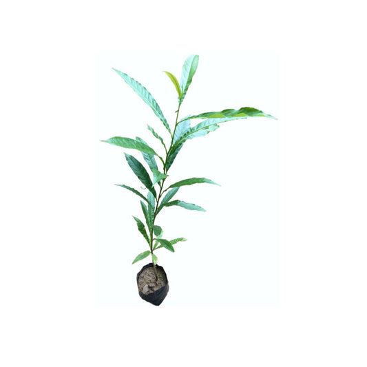Lakpura Blaue Oliven (Nil Weralu) Pflanze