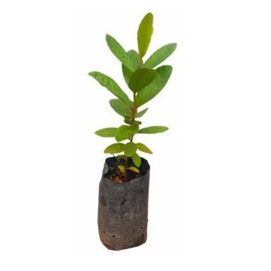 Lakpura Ceylon Rote Guave-Fruchtpflanze