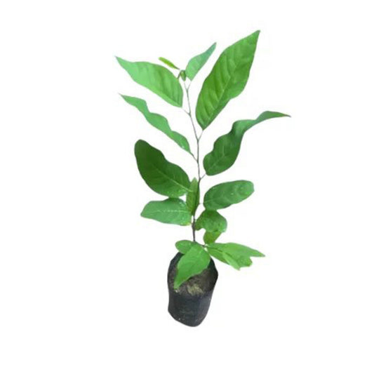 Lakpura Cherimoya-Pflanze