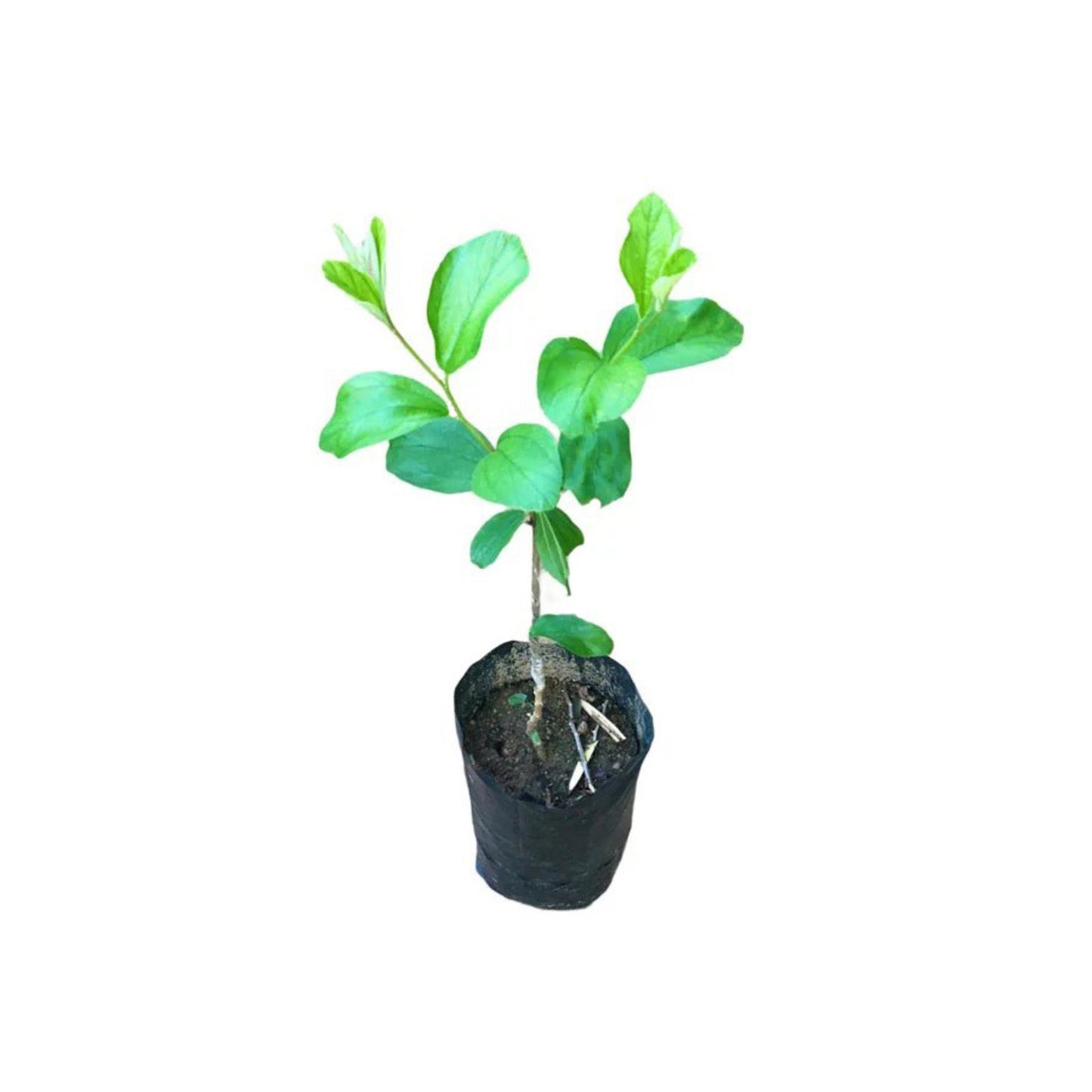 Lakpura Thai Apple Masan veredelte Pflanze