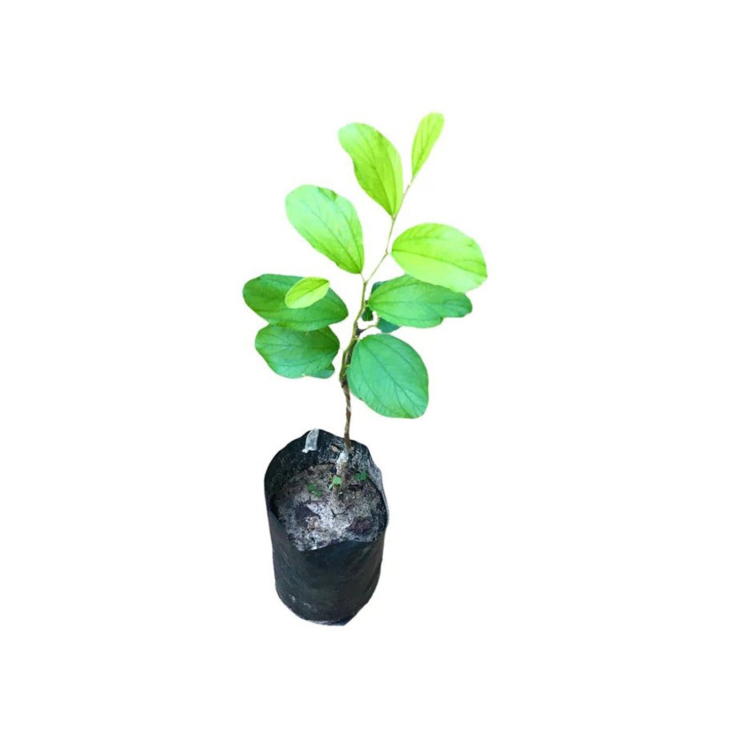 Lakpura Thai Apple Masan veredelte Pflanze