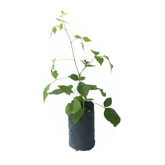 Lakpura Bael (Beli) veredelte Pflanze