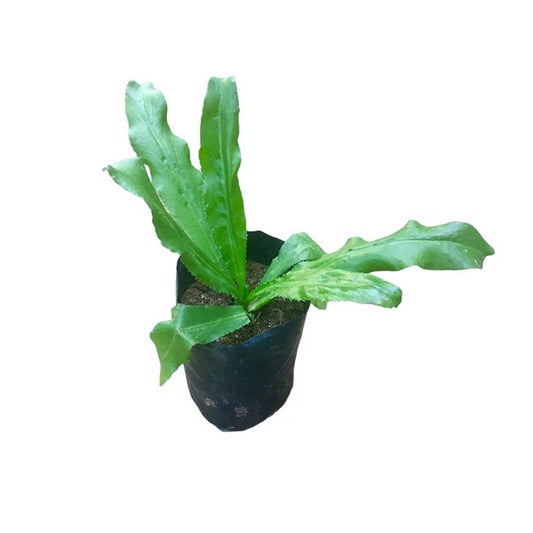 Lakpura Lange Korianderpflanze (Adhu).