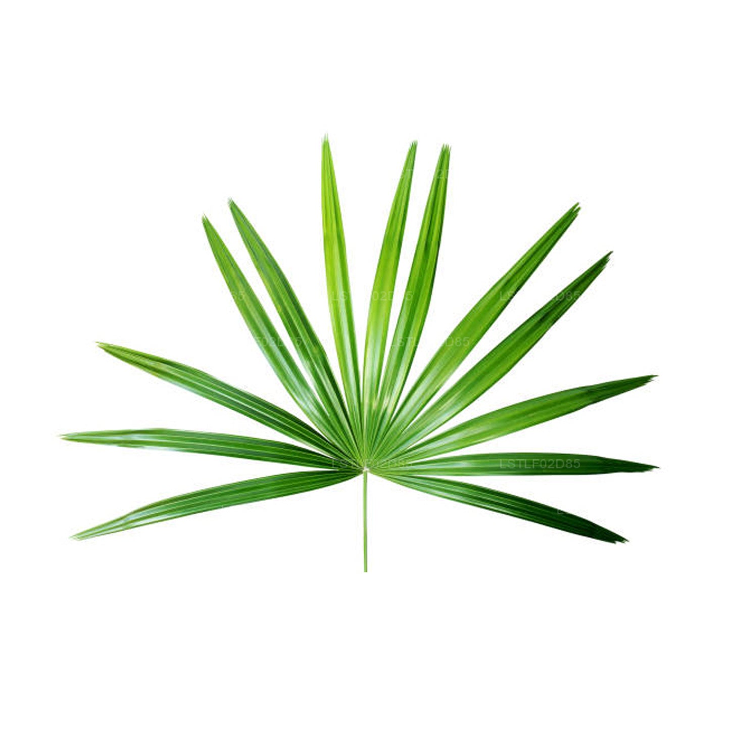 Lakpura® Ladypalme (Rhapis excelsa) 20 Blätter (mittelgroß)