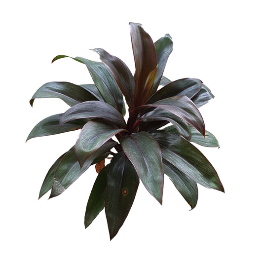 Lakpura® Dracaena Compacta-Blätter, Violett, Größe M