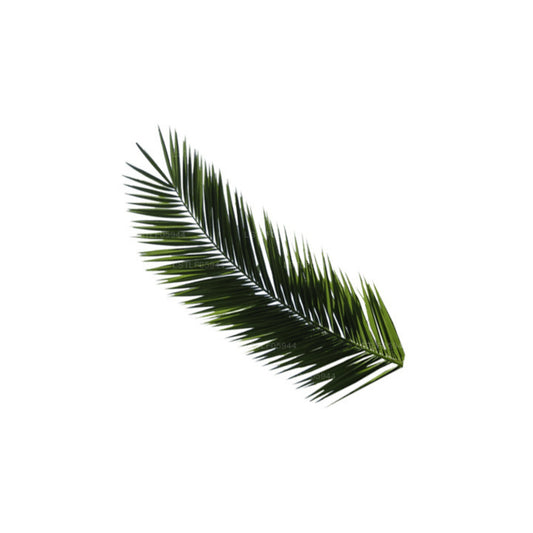 Lakpura Areca-Palmenblätter