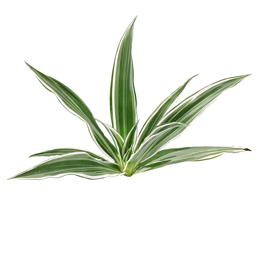 Lakpura Dracaena Sanderiana Weiß (50 Blätter), Größe M