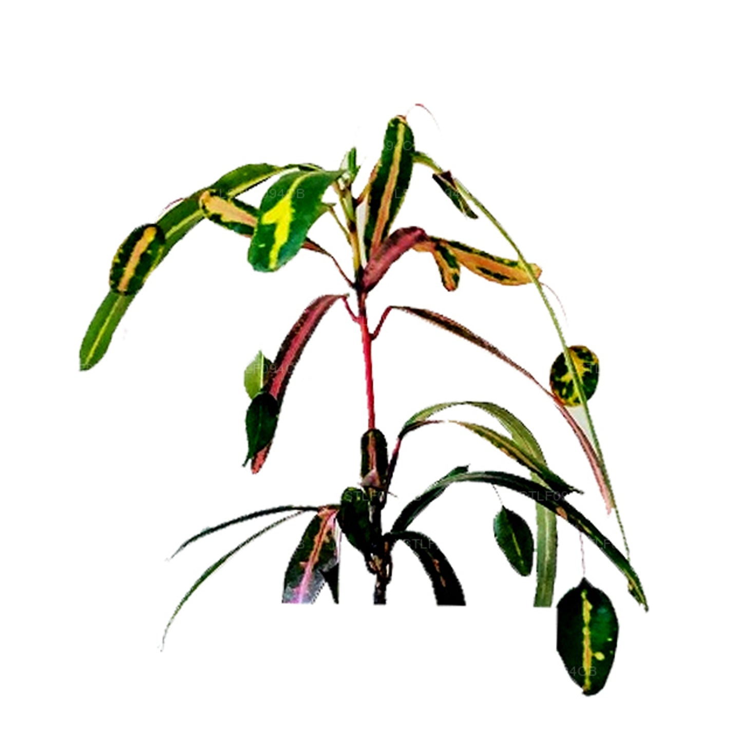 Lakpura Victoria Goldglocke Croton, 50 Blätter