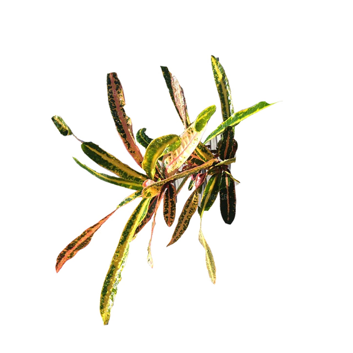 Lakpura Victoria Goldglocke Croton, 50 Blätter