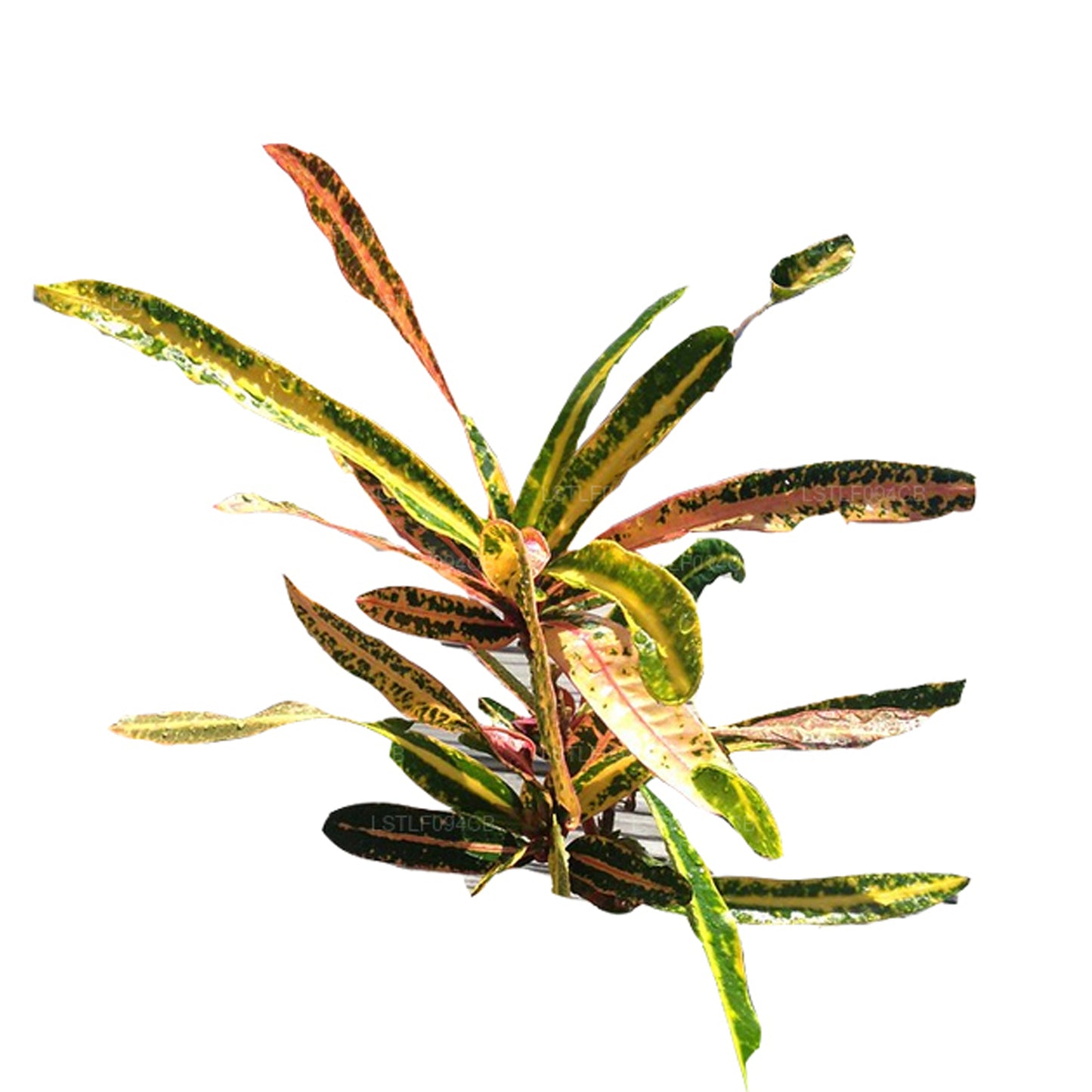Lakpura Victoria Goldglocke Croton, 50 Blätter