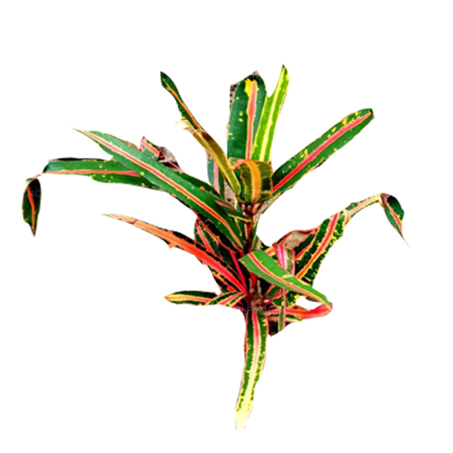 Lakpura Victoria Goldglocke Croton, 50 Blätter