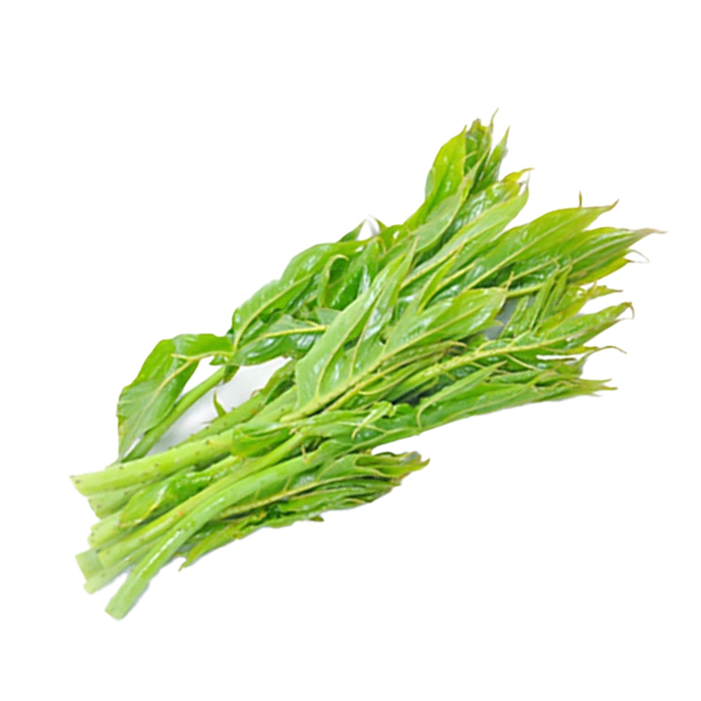 Lakpura Kohila-Blätter