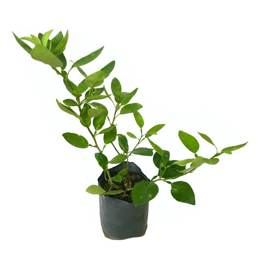 Lindenfruchtpflanze