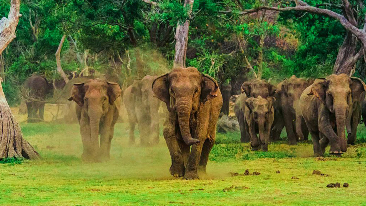 Wilpattu und Anuradhapura ab Negombo (2 Tage)