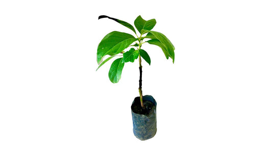 Lakpura Avocado-Pfropfpflanze