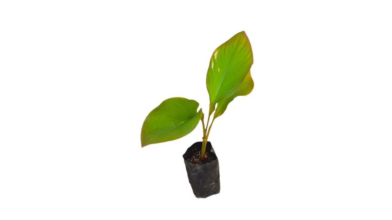 Lakpura Ambun Bananenpflanze