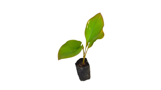 Lakpura Ambun Bananenpflanze
