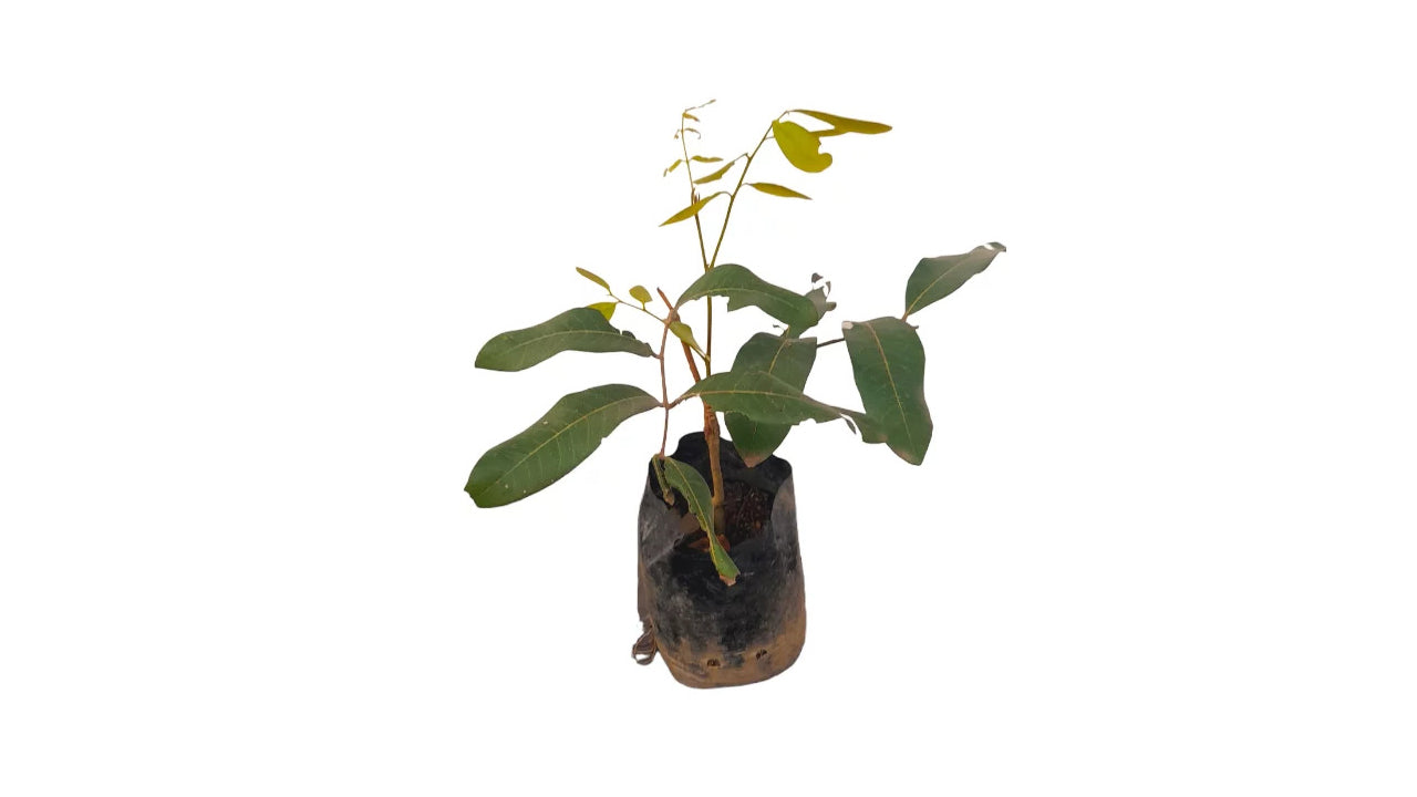 Lakpura Süßer Longan (Pani Mora) Pflanze