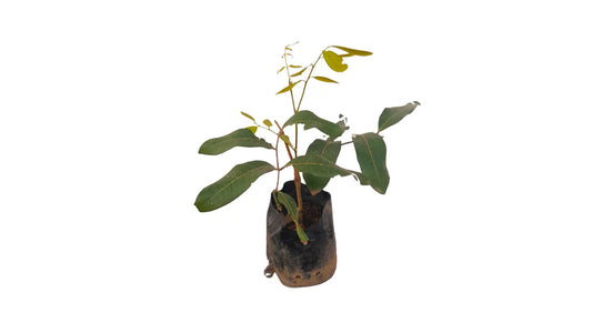 Lakpura Süßer Longan (Pani Mora) Pflanze
