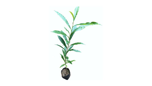 Lakpura Blaue Oliven (Nil Weralu) Pflanze