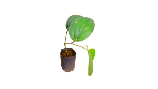 Buschige Pfefferpflanze Lakpura