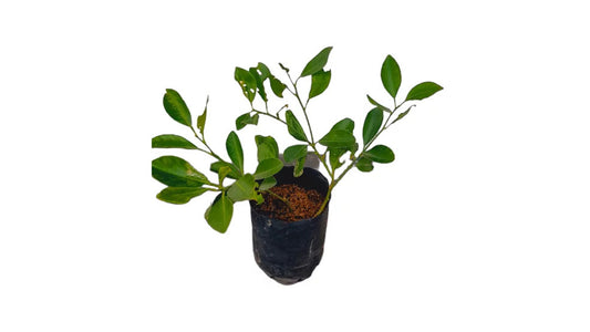 Lakpura Calamansi (Thai Dehi) Pflanze
