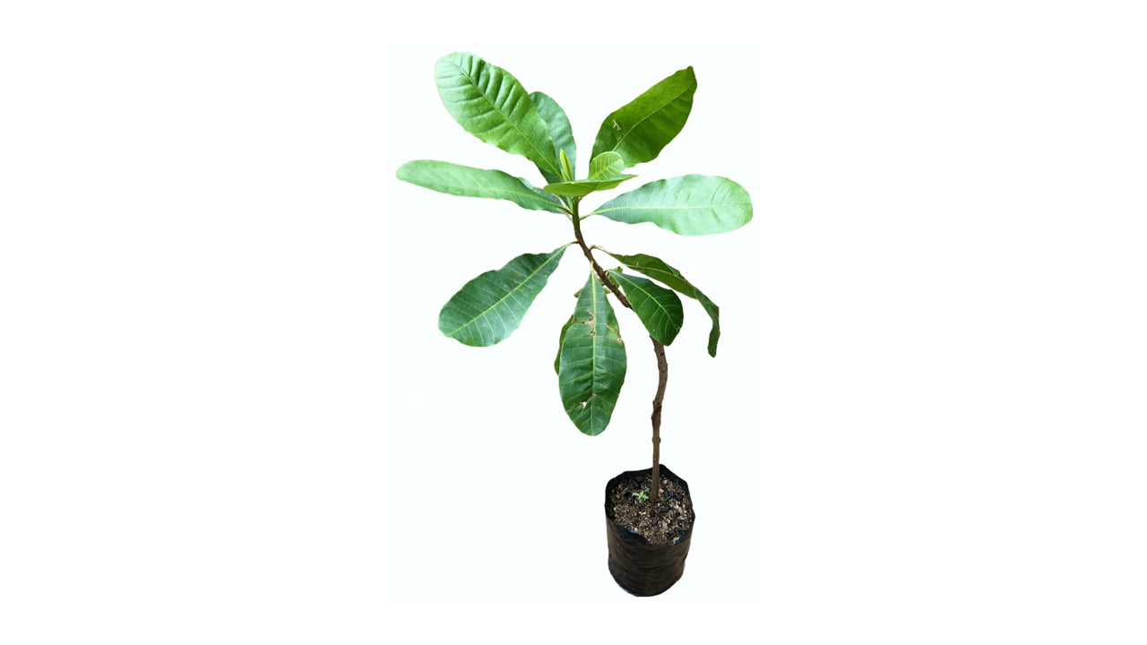 Lakpura Cashewpflanze, veredelte Pflanze