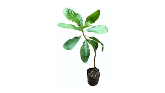 Lakpura Cashewpflanze, veredelte Pflanze