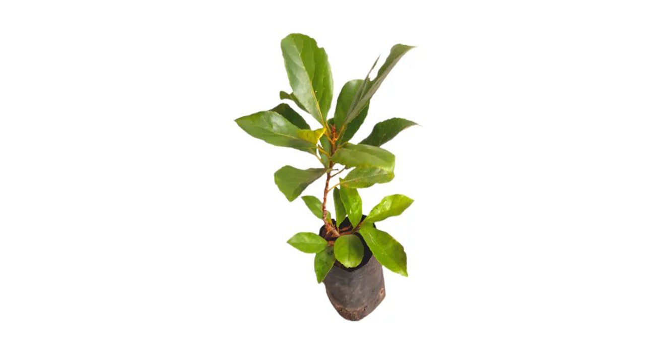 Lakpura-Ceylon-Olivenpflanze (Weralu).