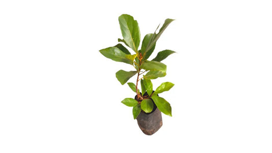 Lakpura-Ceylon-Olivenpflanze (Weralu).
