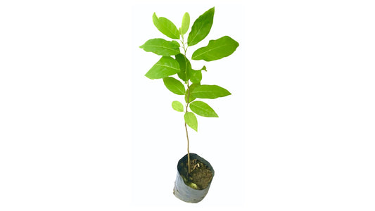 Lakpura-Vanillepudding-Apfelpflanze (Seeni Anodha).