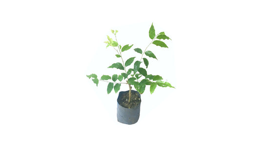 Lakpura Ceylon Ugurassa (Governors Plum) gepfropfte Pflanze