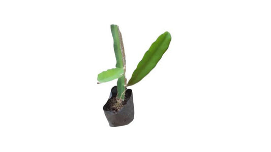 Lakpura Drachenfrucht (weiß) Schichtpflanze
