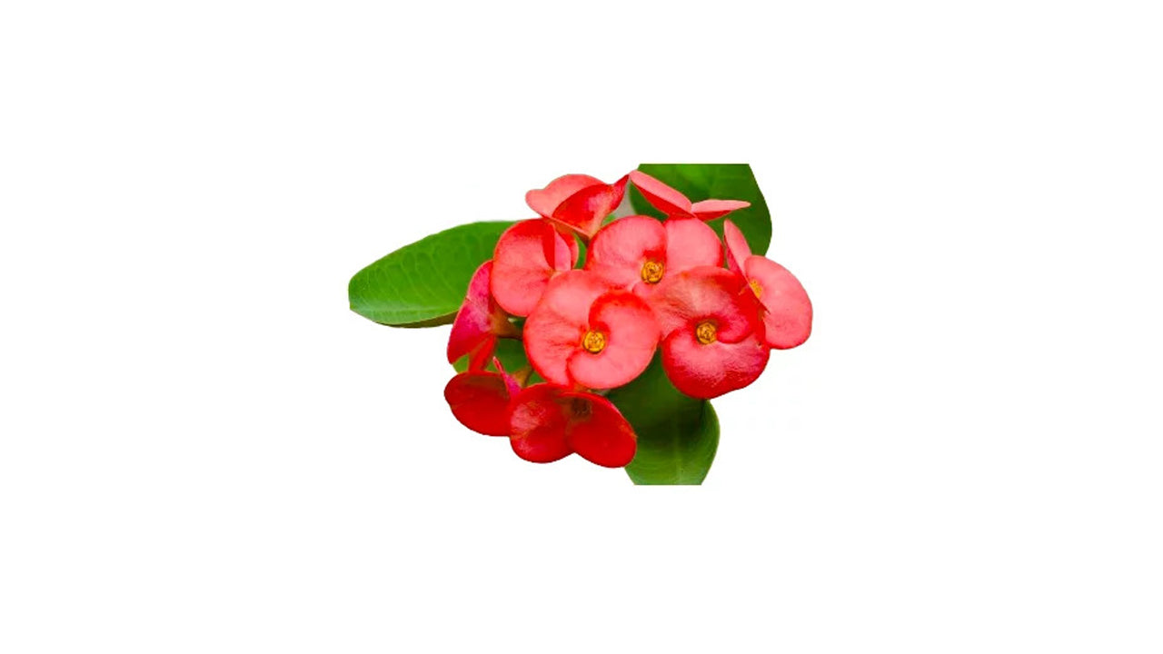 Lakpura Euphorbia Pflanze