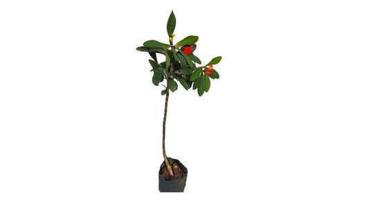 Lakpura Euphorbia Pflanze