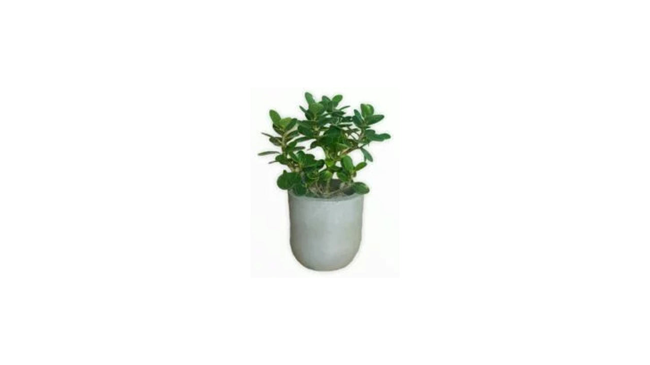Lakpura Ficus Bonsai Pflanze