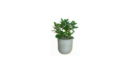 Lakpura Ficus Bonsai Pflanze