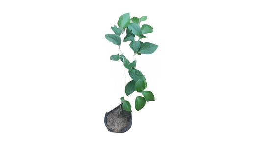 Lakpura-Stachelbeer-Schichtpflanze