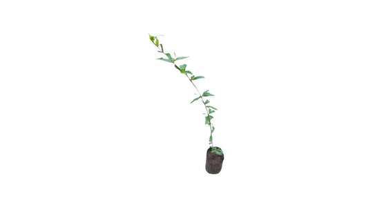 Lakpura Horana Rosa Granatapfelpflanze