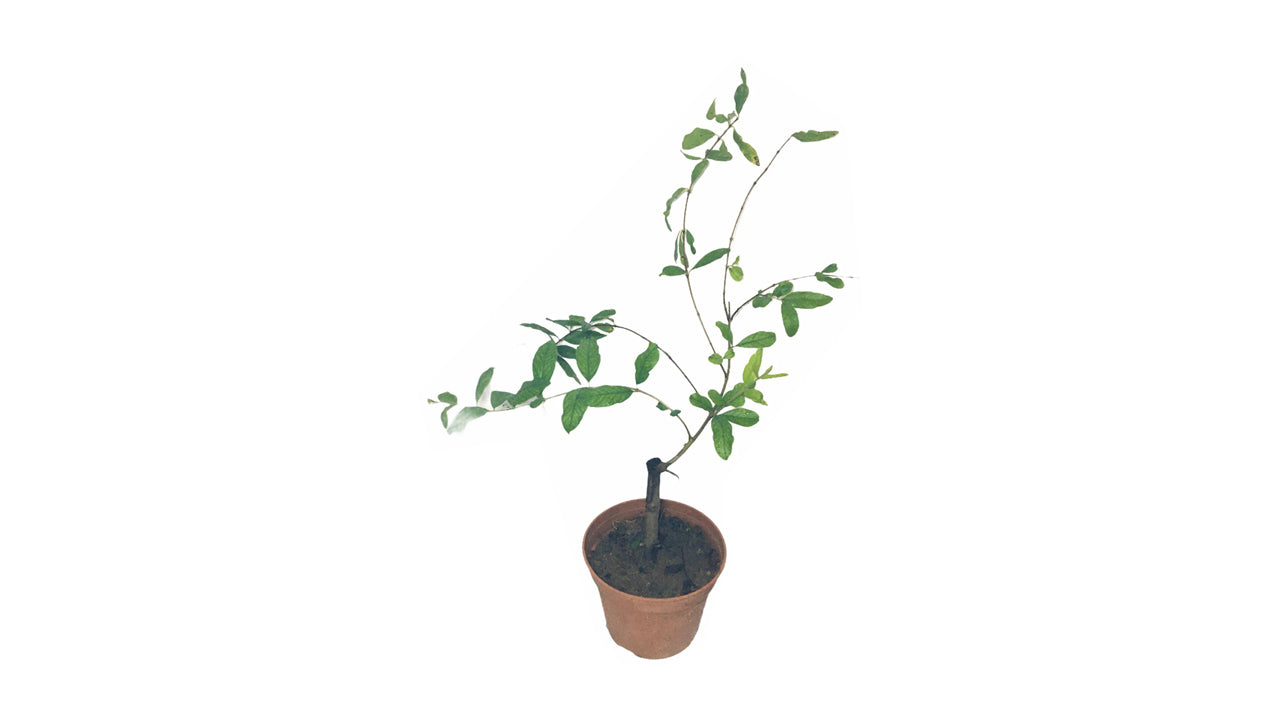 Lakpura Indische rote Granatapfelpflanze