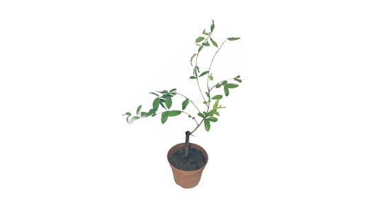 Lakpura Indische rote Granatapfelpflanze