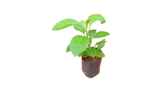 Lakpura-Insulinpflanze (Cheena Niwithi).